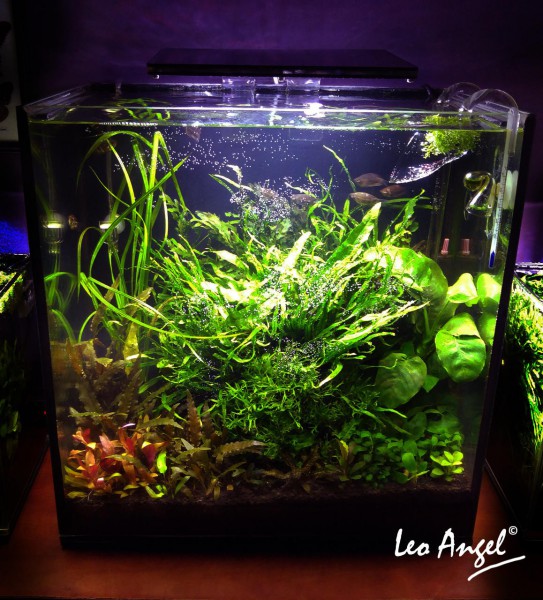 Аквариум 60 Литров Купить В Екатеринбурге